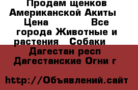 Продам щенков Американской Акиты › Цена ­ 25 000 - Все города Животные и растения » Собаки   . Дагестан респ.,Дагестанские Огни г.